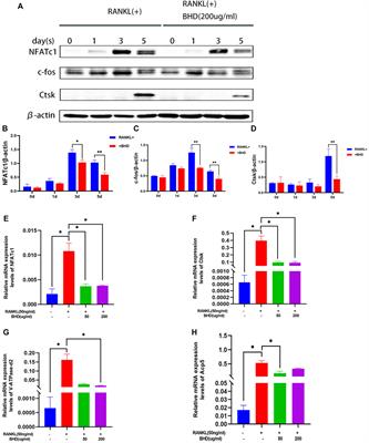 Bushen huoxue decoction inhibits RANKL-stimulated osteoclastogenesis and glucocorticoid-induced bone loss by modulating the NF-κB, ERK, and JNK signaling pathways